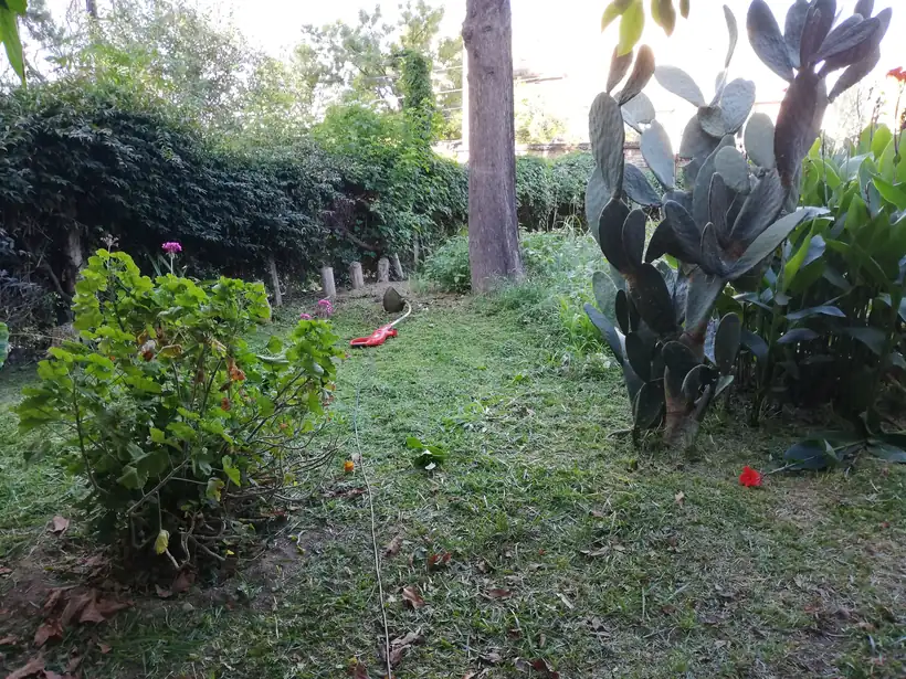El fondo del predio invadido por yuyos y plantas sin cuidar